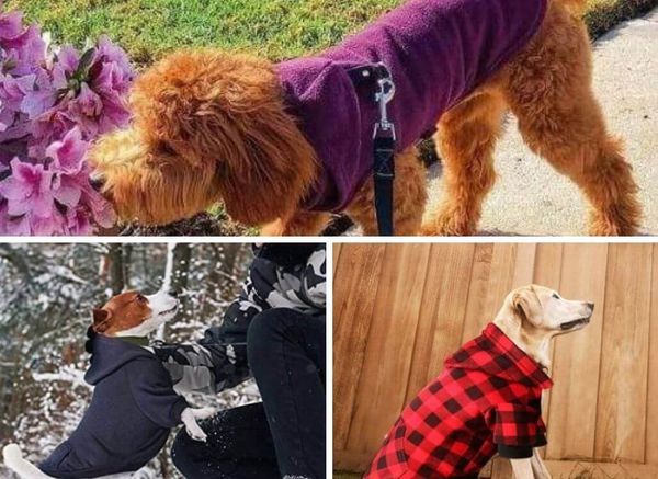 The 5 Best Dog Hoodies for Style or Warmth in Any Season