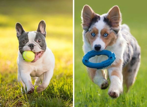 Can Dogs See Color? Throw a Blue Ball Please!