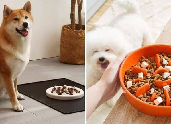 Best Ceramic Slow Feeder Dog Bowls: No More Gobbling!