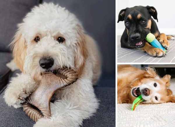Breathtaking Fun: Top 6 Dog Dental Chew Toys