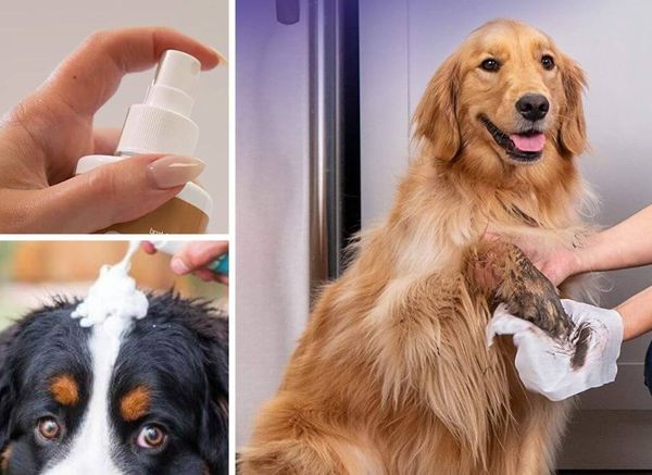 Sniff! Sniff! How to Make your Dog Smell Good Without a Bath