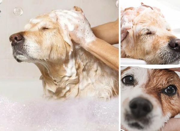 Hypoallergenic Dog Shampoo: Find the Fur-fect Match for Your Pup!