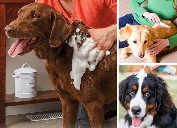 The Best Waterless Dog Shampoo: No Fuss, No Mess!