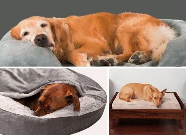 Dogs Need Their Beauty Sleep Too: Where to Buy a Dog Bed
