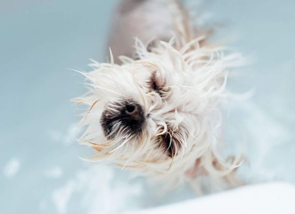 Why Do Dogs Go Crazy After a Bath?
