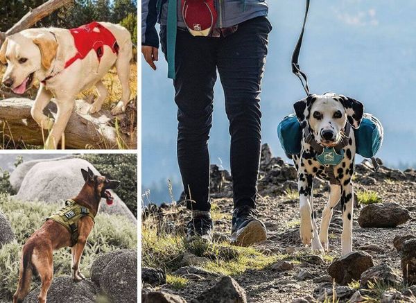Exploring Nature with Rover: the Best Dog Harness for Hiking