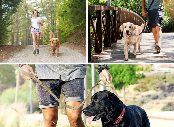 The 8 Best Dog Leashes for Hiking Adventures With Fido
