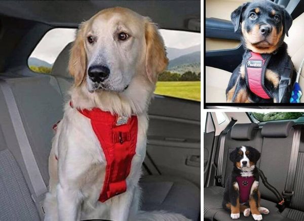 The Best Dog Seat Belt Harness: Enjoy Safer Car Rides