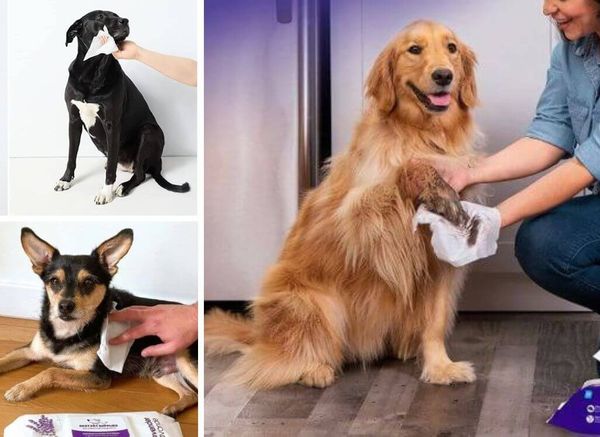 The 5 Best Dog Wipes: Clean Up Your Dog the Easy Way!