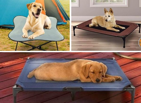 The 6 Best Elevated Dog Beds That Will Lift Your Pooch Up!