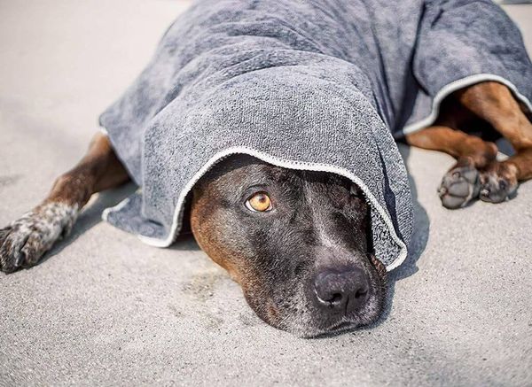 So What's the Best Material for Dog Towels?