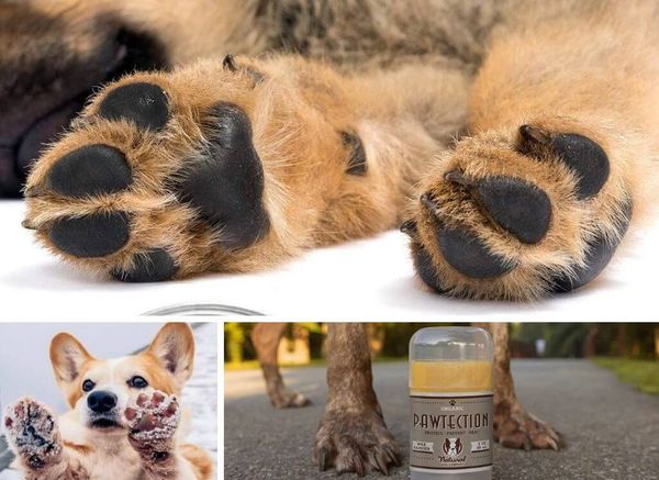 Pamper Your Pup's Paws! the Best Paw Balm for Dogs