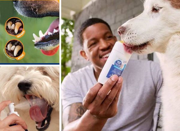 Best Plaque Removers For Dogs: Get Those Pearly Whites Gleaming!