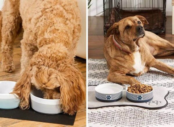 What's So Good About Ceramic Dog Bowls?