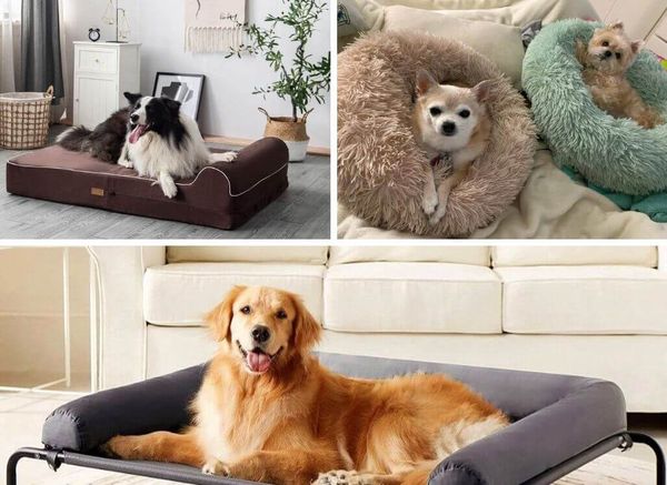 How Many Dog Beds Should a Dog Have?