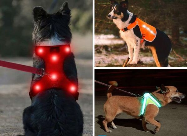 A Light Up Dog Harness: Safer Night Walks