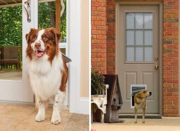 Which Type of Dog Door is Best for Your Pet?