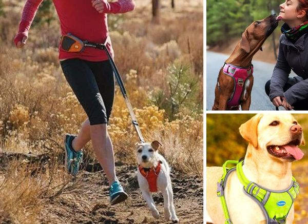 Run with Fido! Find the Best Running Harnesses for Dogs