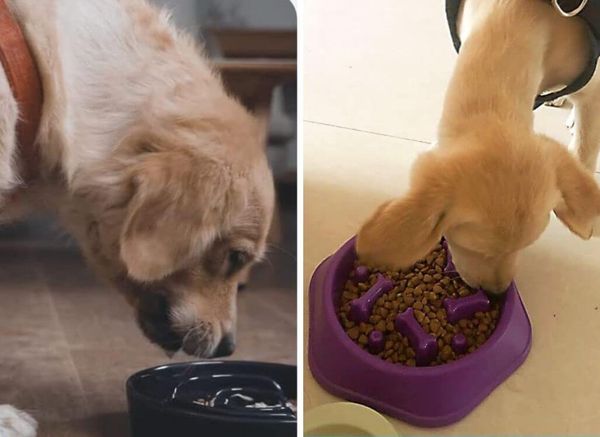 The Real Benefits of Slow Feeder Dog Bowls