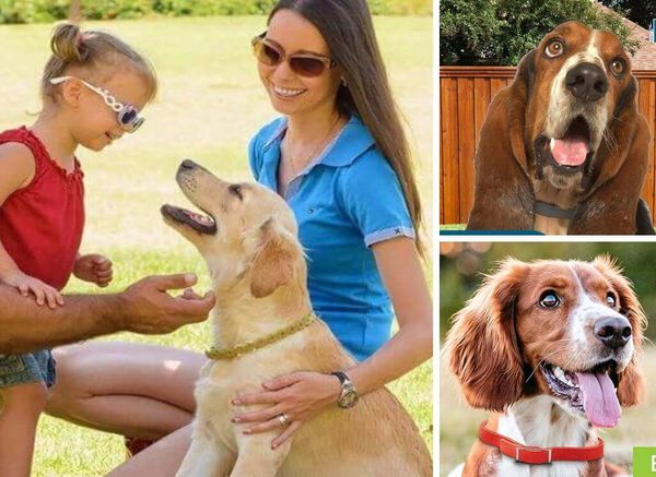 Fleas Away! the Best Flea Collars for Dogs