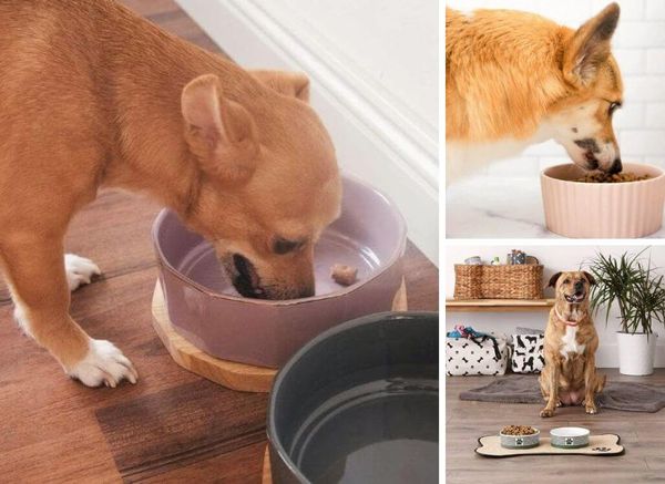 Ceramic Dog Bowls: Choose the Best One for Your Pooch!