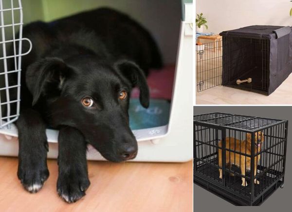 Choosing a Dog Crate for Anxiety: What Should You Consider?