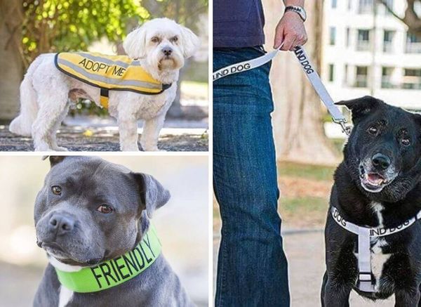 A Message in Color: Coded Dog Collars, Leashes, Harnesses, Vests, Coats, & Bandanas