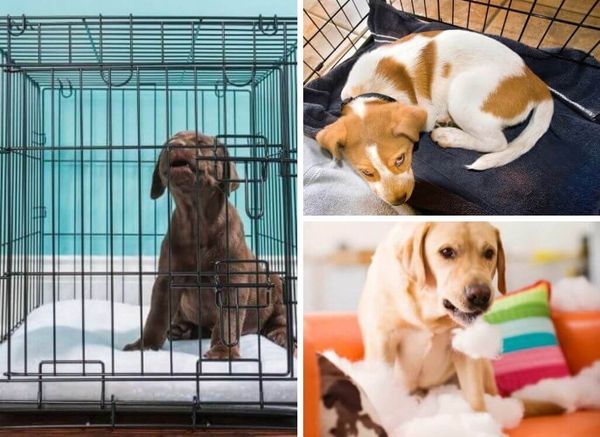 How a Crate Can Help Your Anxious Dog (and You Too!)