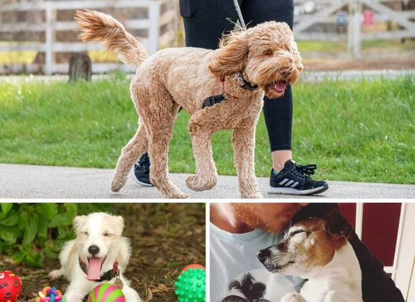 Boredom Busters to Keep Blind Dogs Entertained