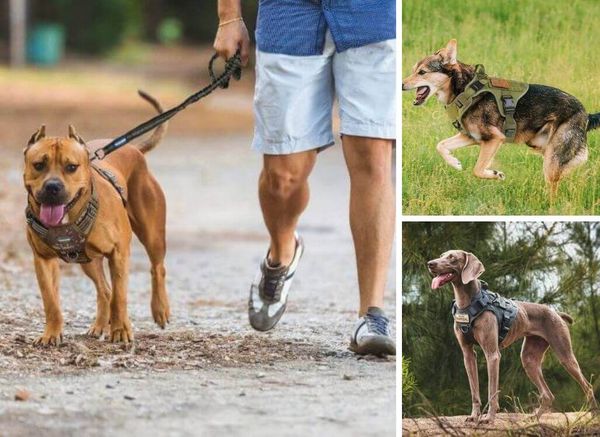Top 5 Tactical Harnesses for Dogs - Which One Is Right For You?