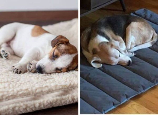 Travel Beds for Dogs (and Why You Should Get One)