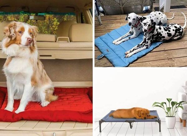Comfort On-the-Go: the Best Travel Dog Bed