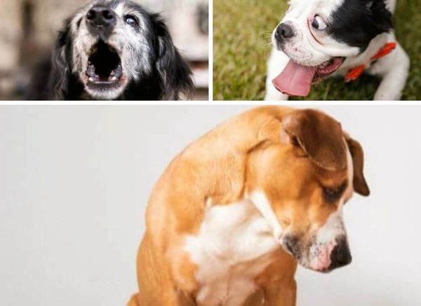 Is Your Dog Anxious? Common Ways Dogs Express Anxiety