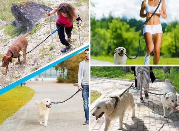 Discover the 5 Best Hands Free Dog Leashes for Active Pet Owners on the Go!