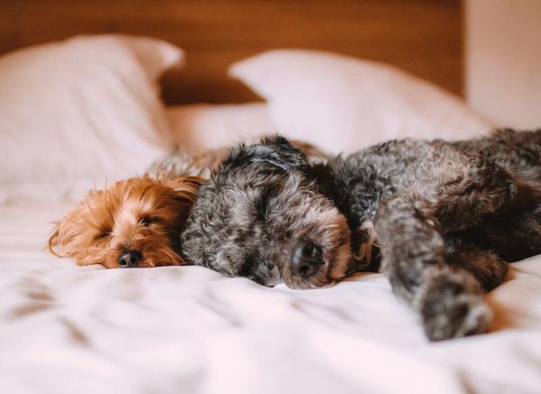 9 Factors to Consider when Choosing Bedding to Resist Dog Hair