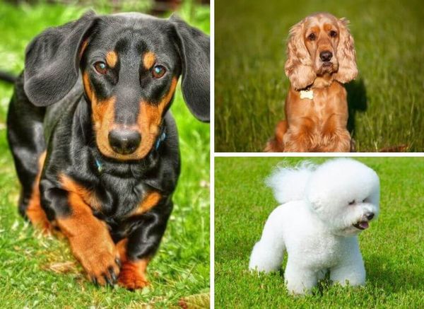 From Smooth to Curly: The Fascinating World of Dog Coat Types