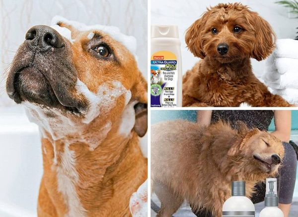 The Best Flea Shampoo for Dogs: Keep Fido Flea-Free!