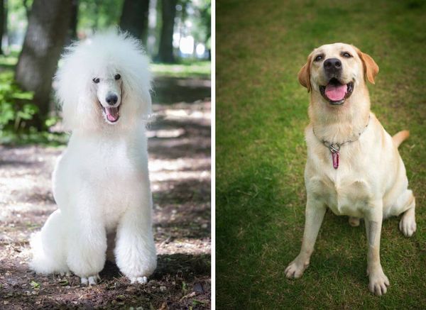 Does a Dog Have Hair or Fur? How They Differ and Why It Matters