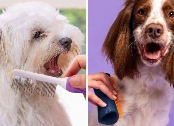 Ditch The Knots And Tangles! Get a Dog Detangler Brush