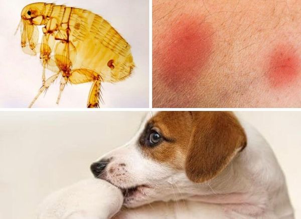 6 Things You Need to Know About Dog Flea Infestations
