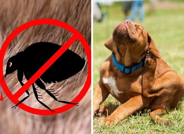 Tips on How to Get Rid of Fleas on Dogs (and in Homes Too!)