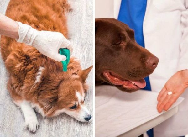 Killing the Itch: How to Treat Fleas on Dogs Effectively