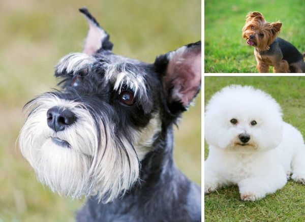 Hypoallergenic Dogs: Clearing the Air for Allergic Dog Lovers!