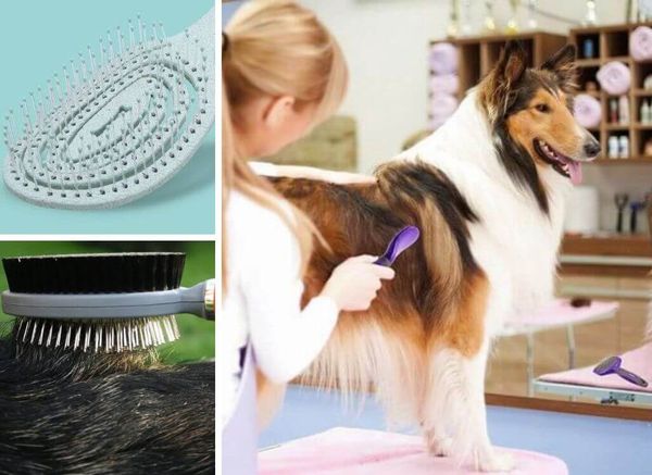 Pick a Pin Brush for Dogs: Groom Fido with the Best!